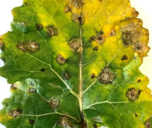 leaf affected by Phoma fungus