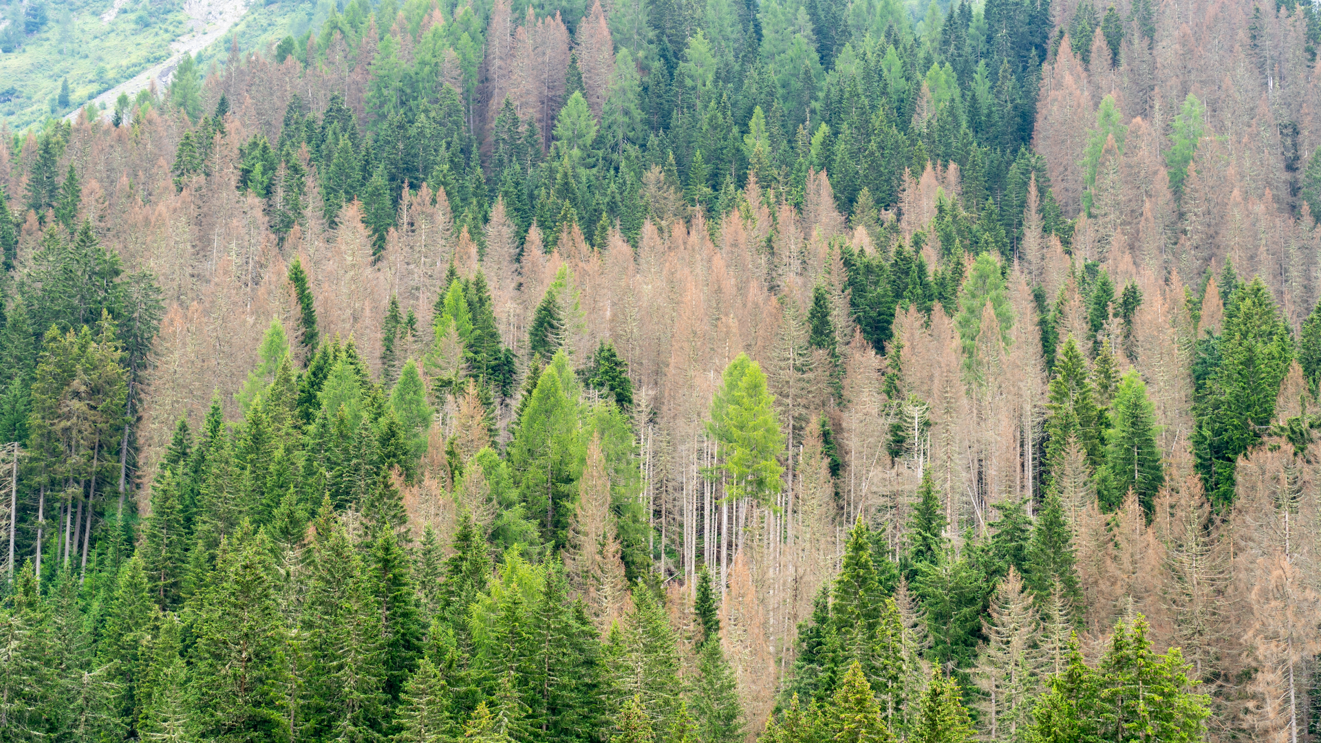 New beetle threat to Sitka Spruce plantations | Rothamsted Research