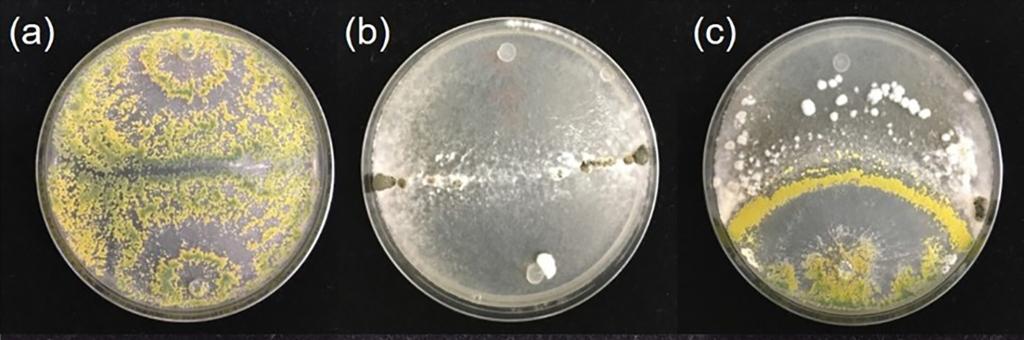 Fungal cultures