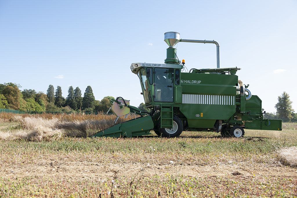 camelina harvest