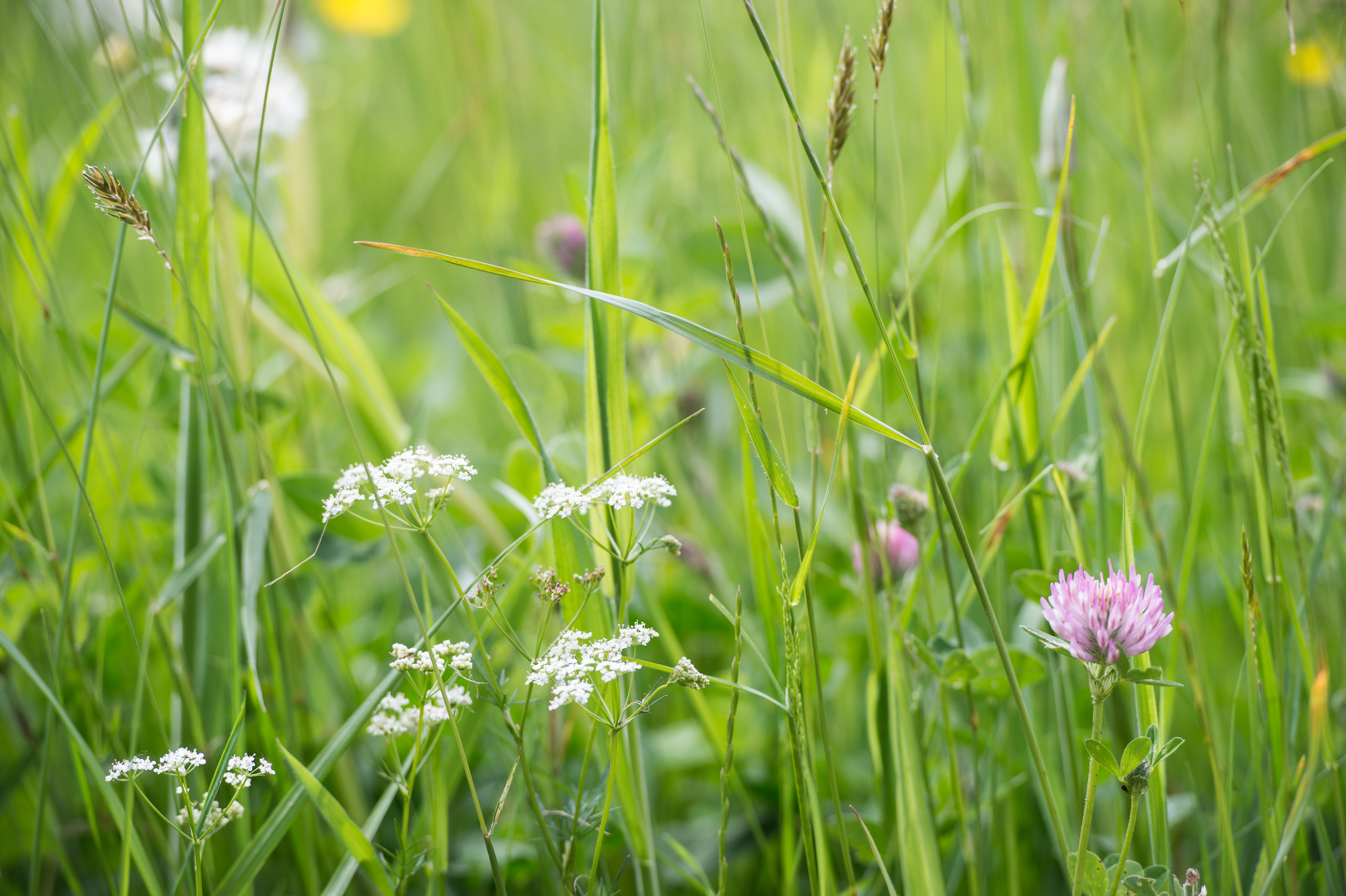 park grass