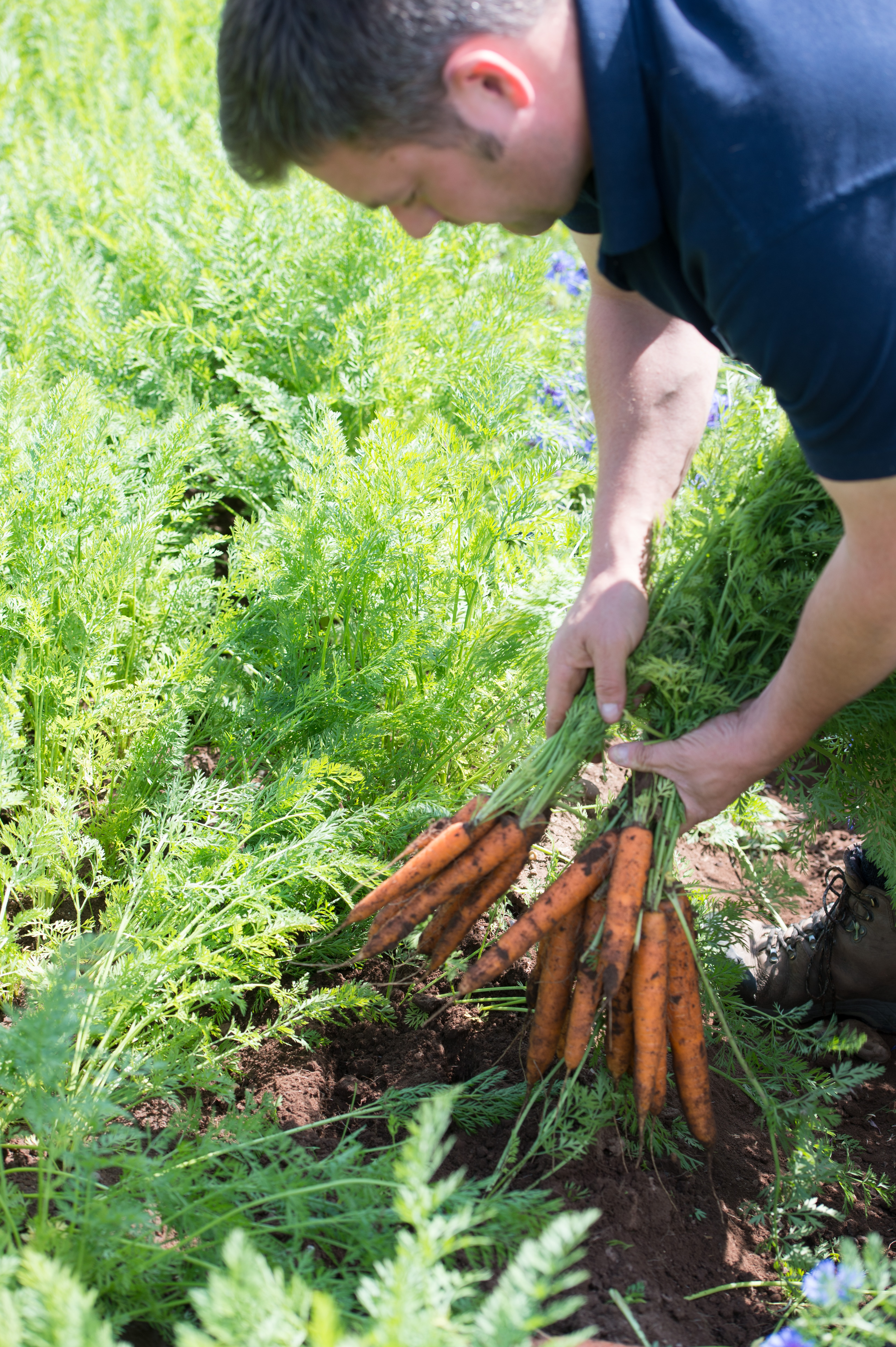 carrots