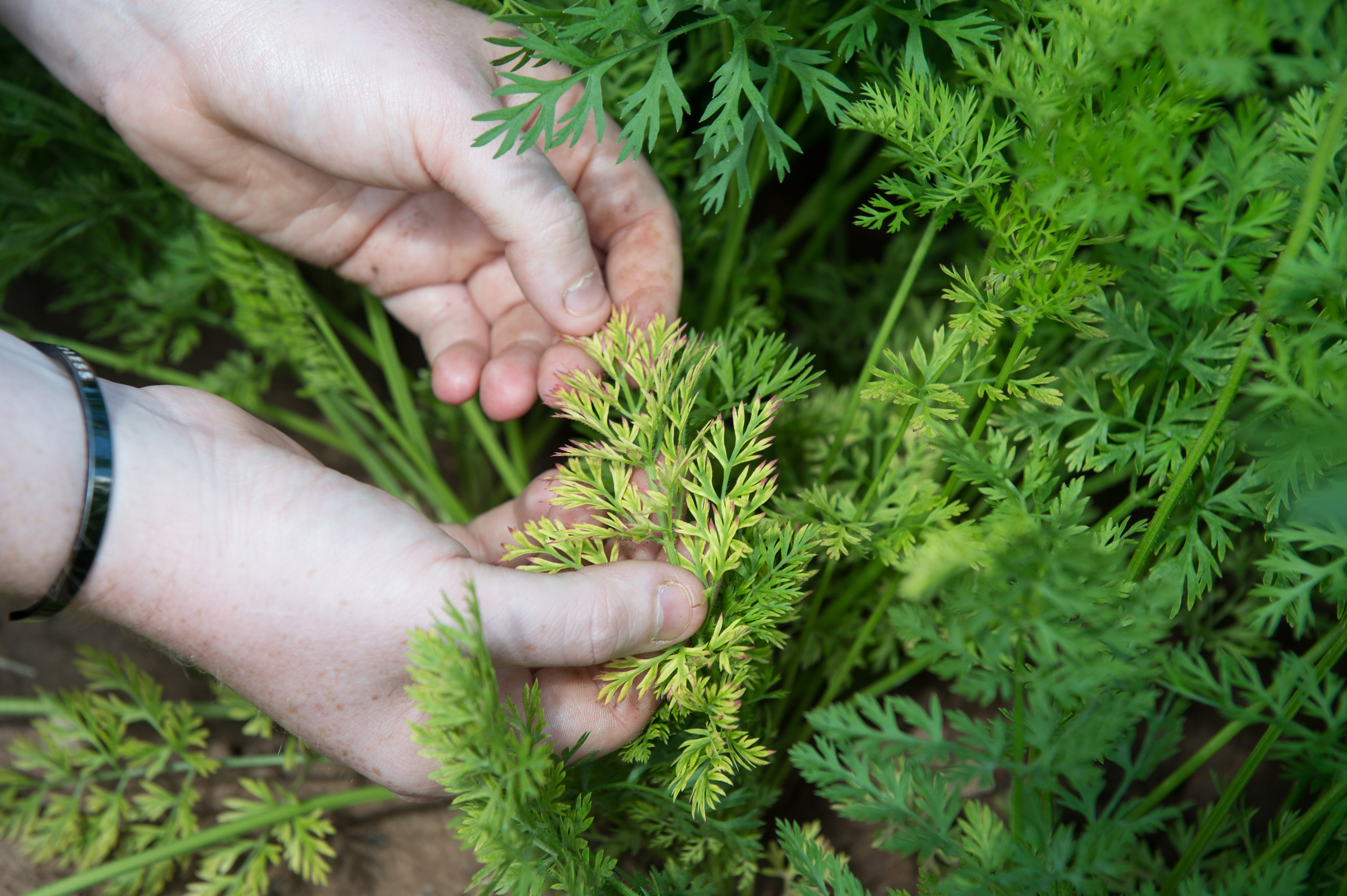 carrots leafs