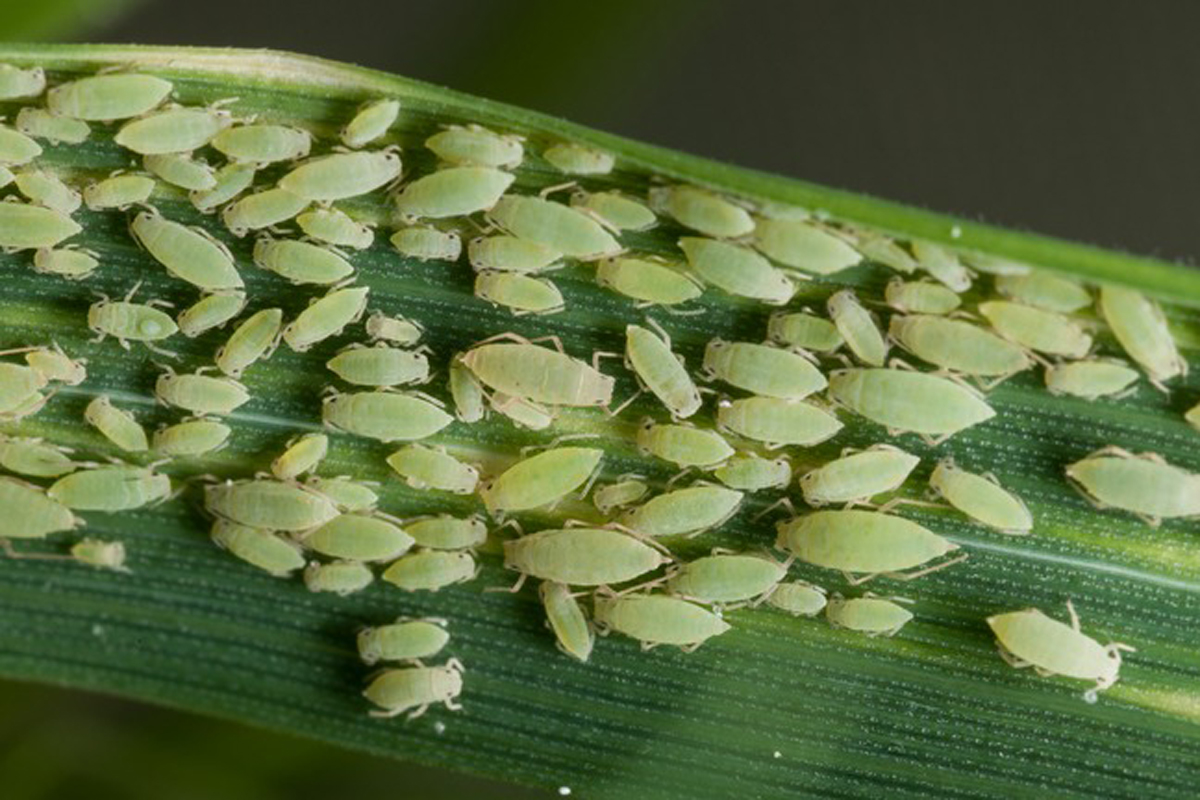 russian wheat aphid