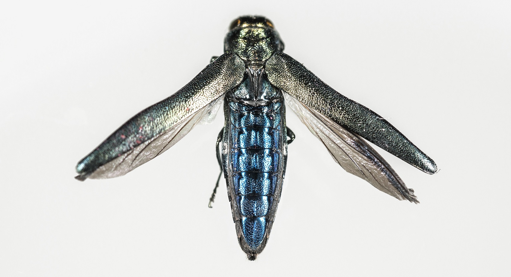 agrilus biguttatus