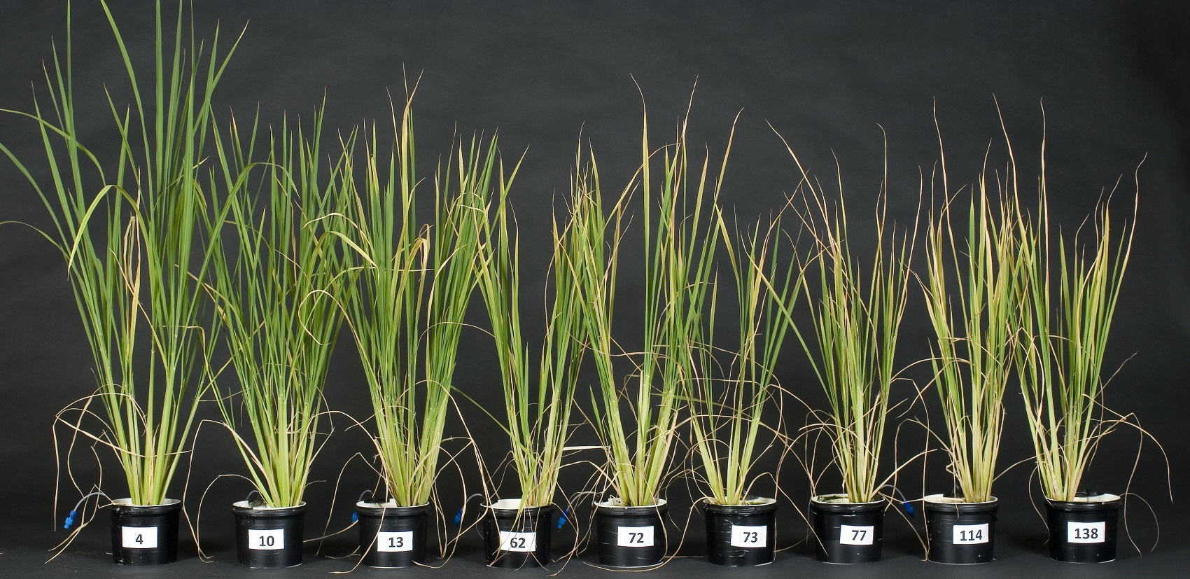 rice plants in pots