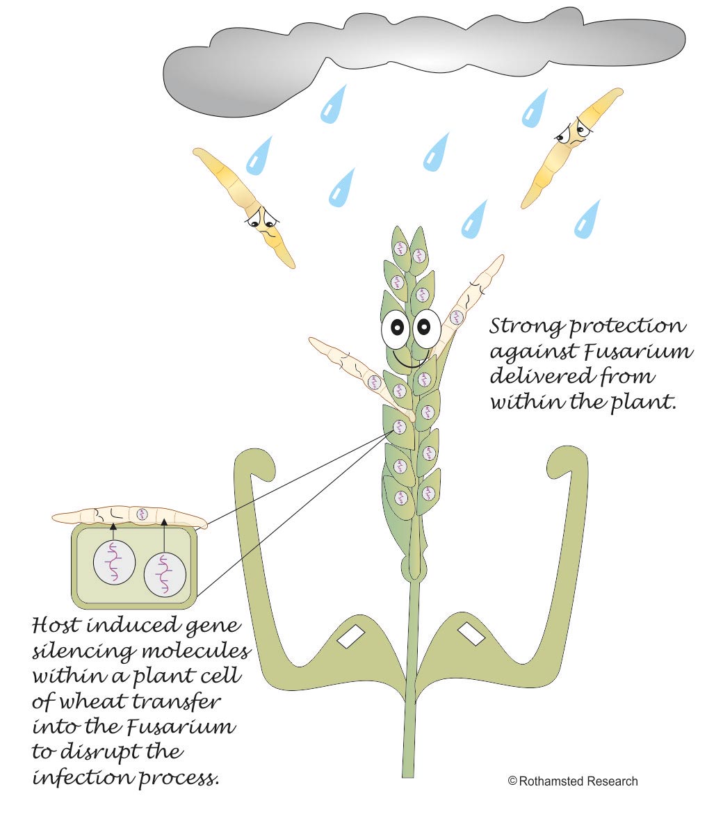 wheat cartoon