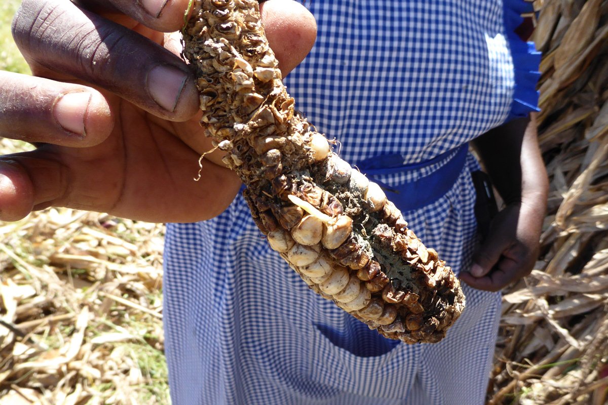 armyworm moth