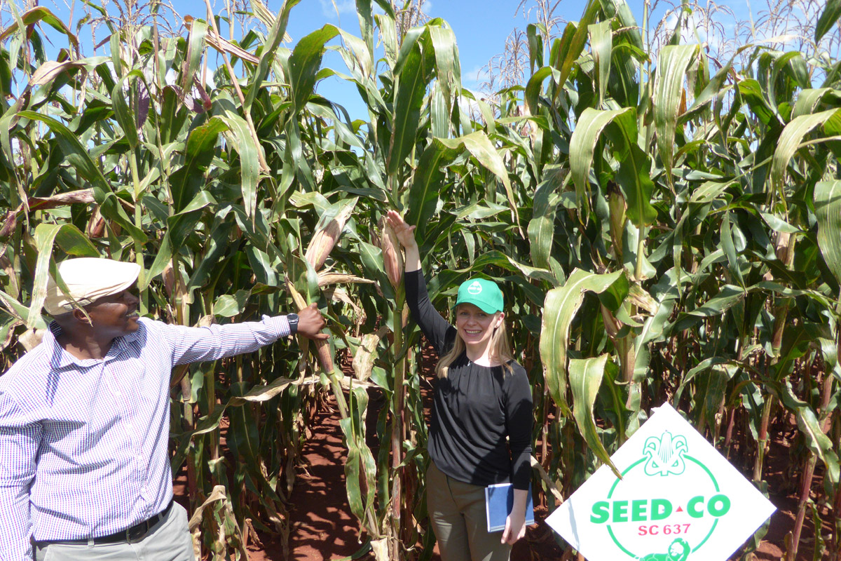 senior maize breeder