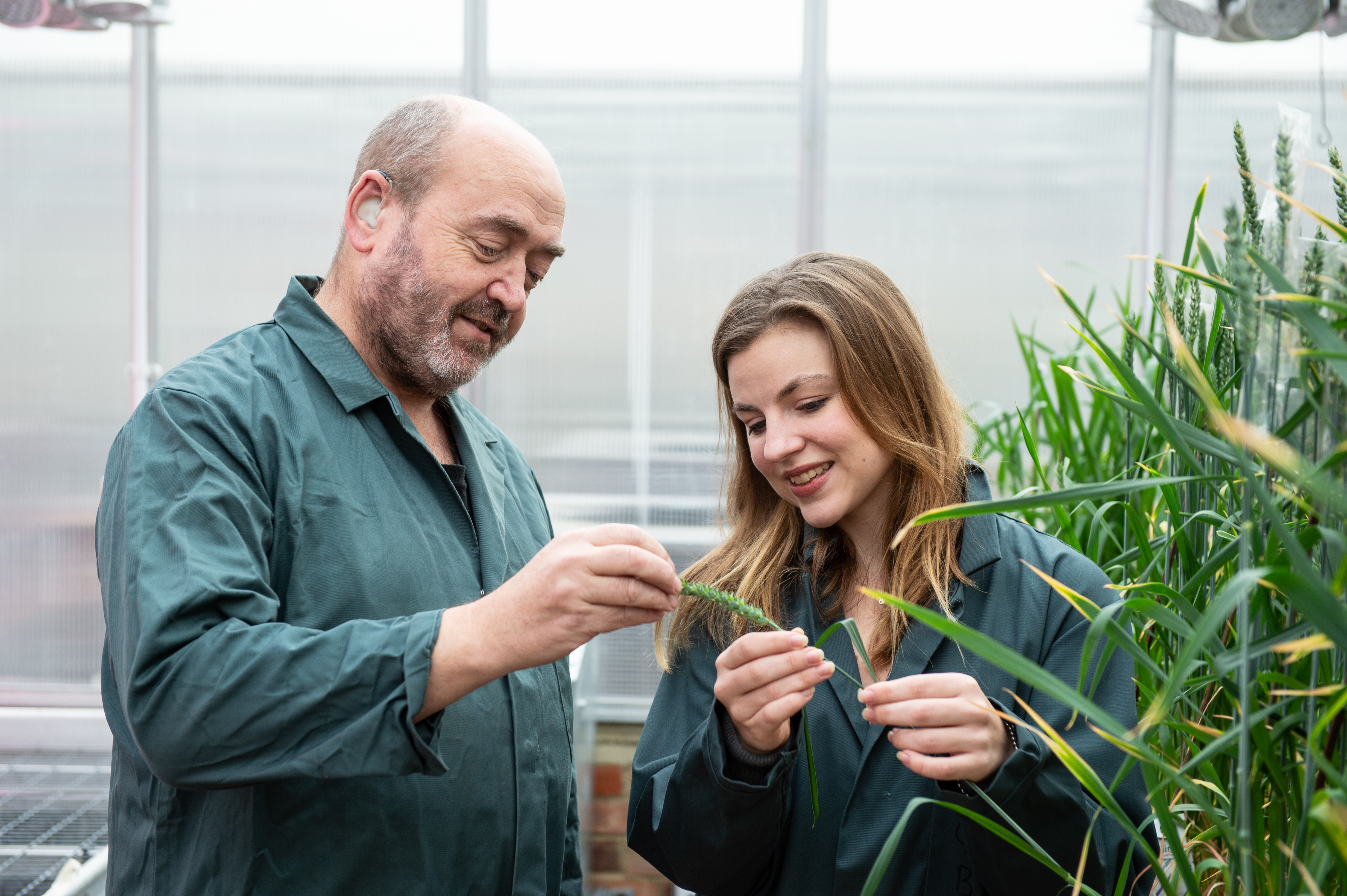 scientists examining wheat