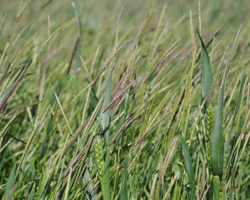 Breaking The Bane Of Black-Grass