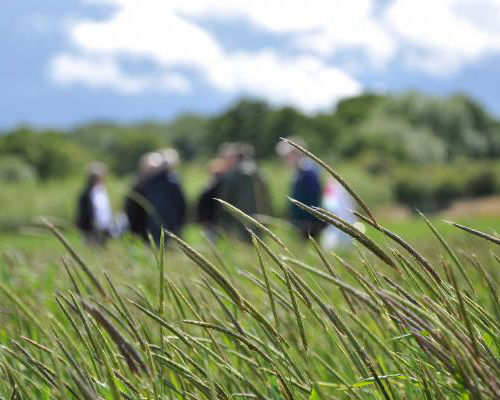 Weeding Out The Cereal Offenders