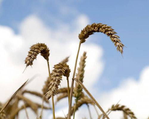 Subtle Moves To Make Wheat More Resilient