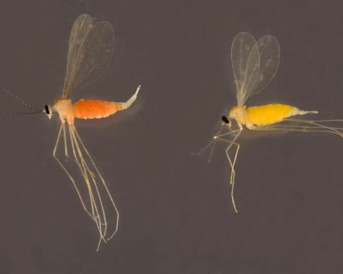 Orange Wheat Blossom Midge: Defences To Control The Pest