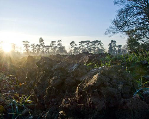 Healthy Living Starts In The Soil