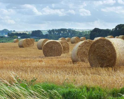 Wheat To Feed The World