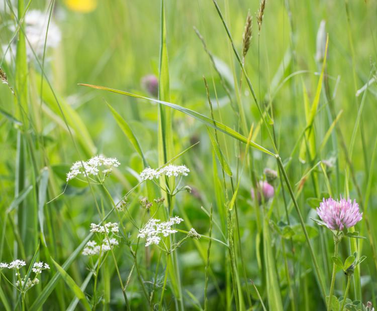 park grass