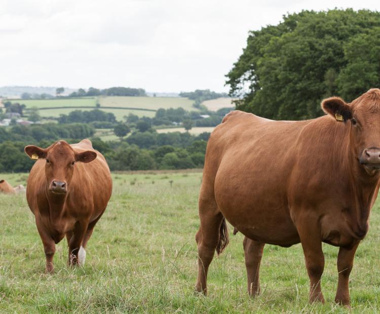 cows in the field