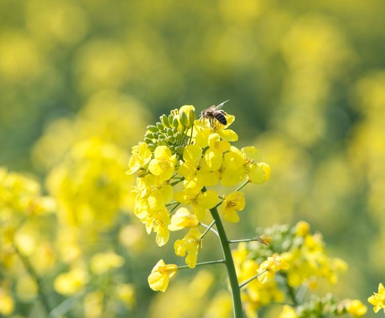 oilseed rape honeybees