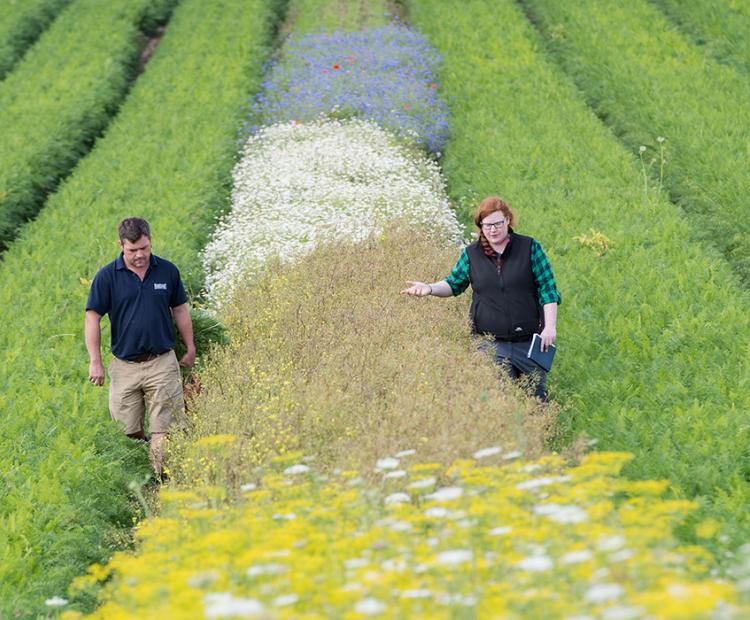 people in the field