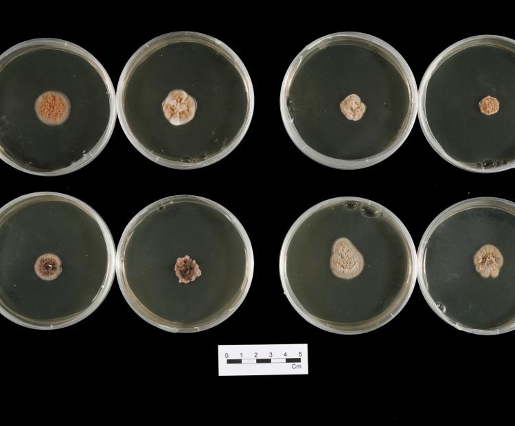 rhynchosporium cultures