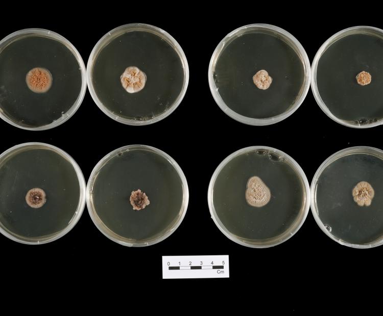 rhynchosporium cultures