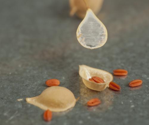 Camelina seeds