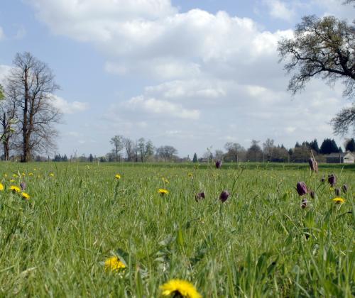 Park grass flowers