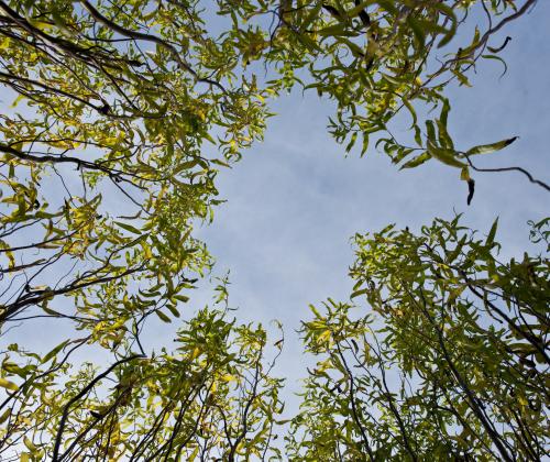 A view looking up at the sky with the willow growing upwards