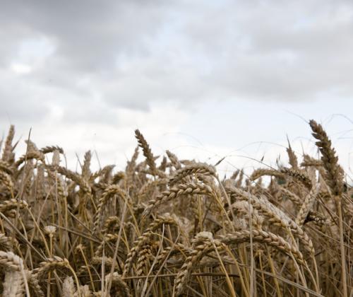 Wheat field