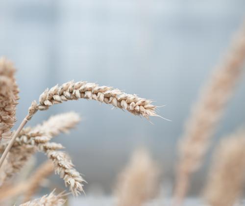 wheat head