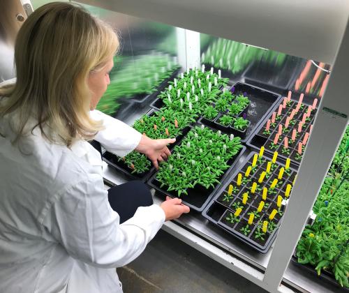 scientist standing over trays of arabidopsis plants