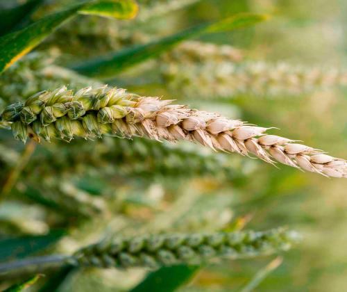 fusarium on wheat