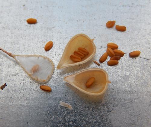 camelina seeds