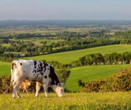 cows grazing in a field