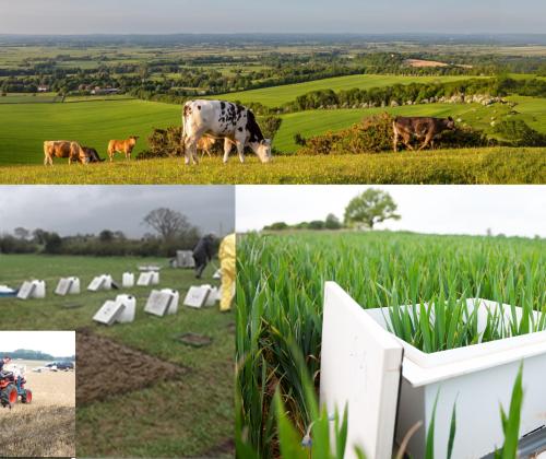 cows in field, scientists measuring ammonia in field