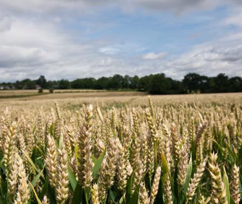 field of wheat