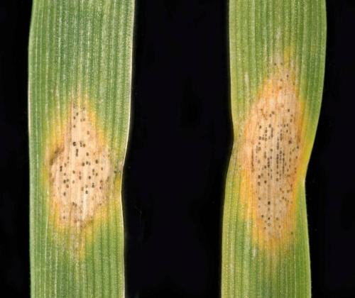 Septoria trici on leaves