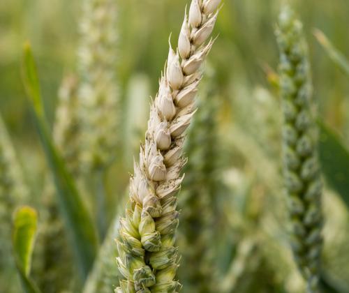 Fusarium disease on wheat