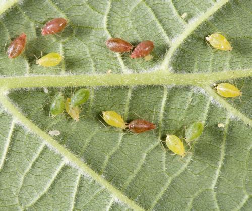 Myzus persicae aphids on a leaf