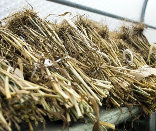 Wheat roots infected with take-all disease