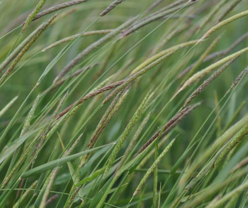 A field of blackgrass