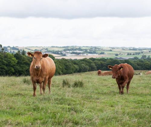 Field of brown cows
