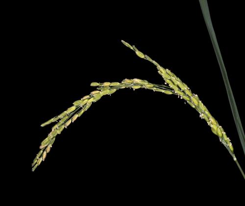 a rice plant