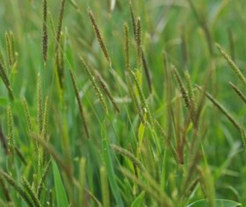 Blackgrass - photo credit Rothamsted Research
