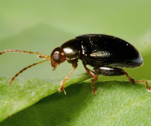 Psylliodes chrysocephala - photo credit Rothamsted Research