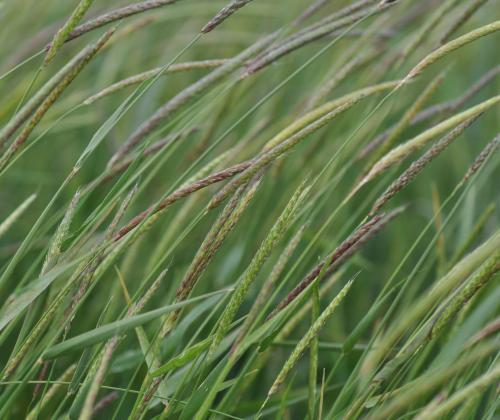 black grass