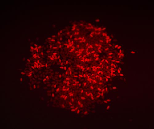 Camelina - Rothamsted Research