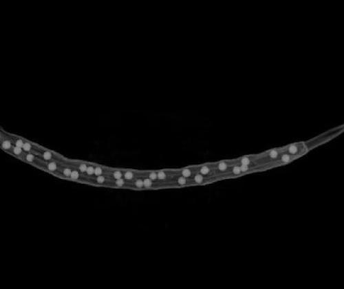 OSR Pod CT - Rothamsted Research