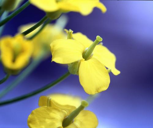 Oilseed Rape - Rothamsted Research